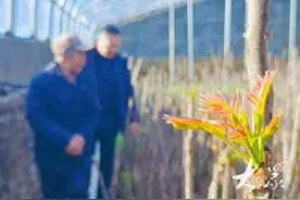 济南马家村：大棚香椿绽新芽，春节前大量上市图片