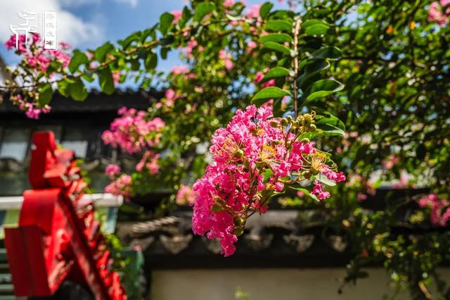 秦淮花事｜紫薇