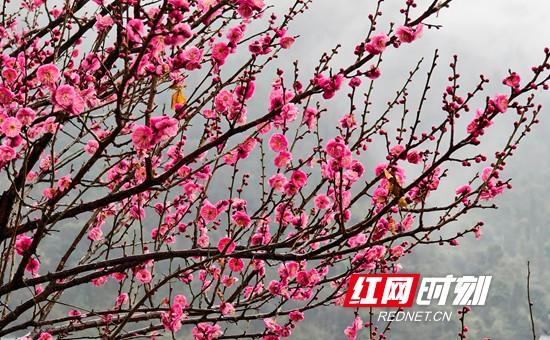 张家界市武陵源区：梅花雨中绽放 幽香四溢 （组图）