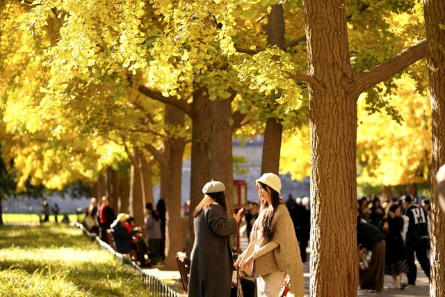 秋色浸染，天坛银杏大道换上“金衣”