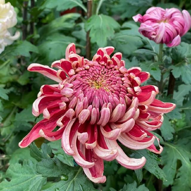 菊等你了！来重庆乘轨道交通打卡这些赏菊地