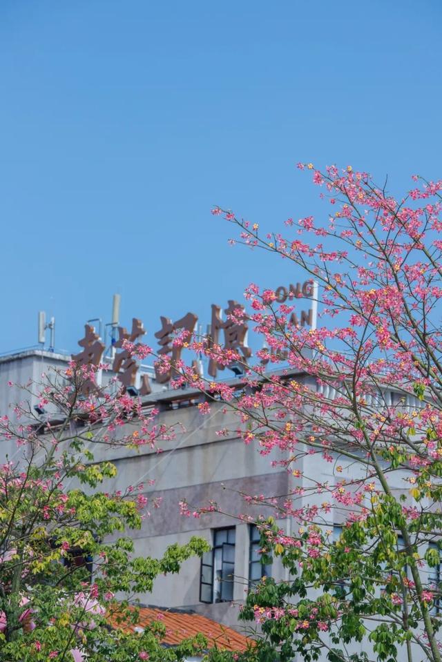 天气正好、花正开，去看粉色的东莞！