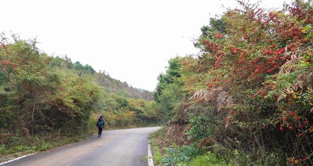 沙淤景区：红艳火棘 亮丽风景