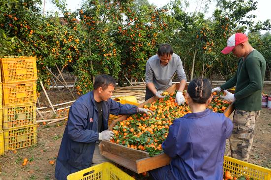 蒲塘北寮岭火出圈的“小镇密码”