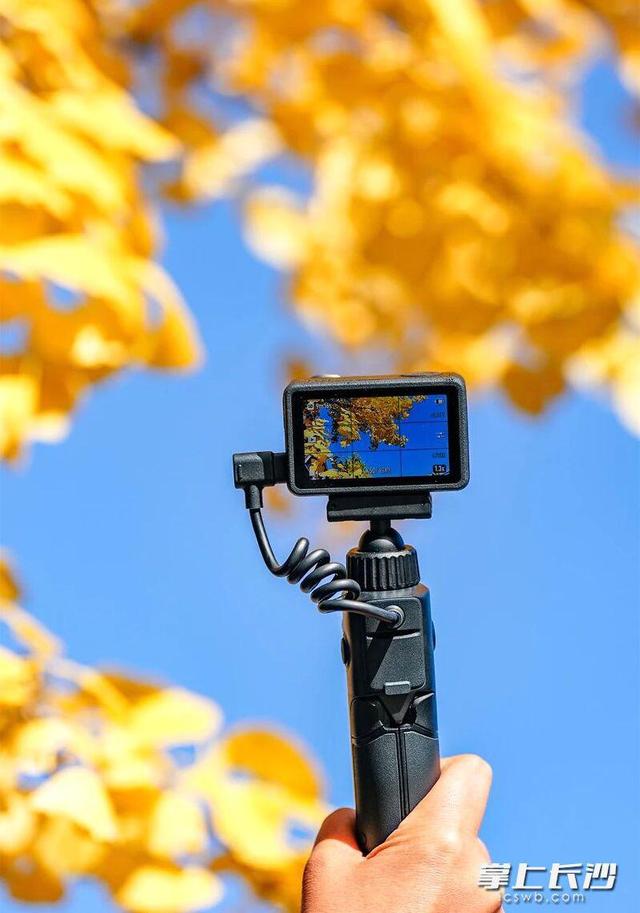 快来望城桥驿看银杏，古驿商街鎏金美景醉游人