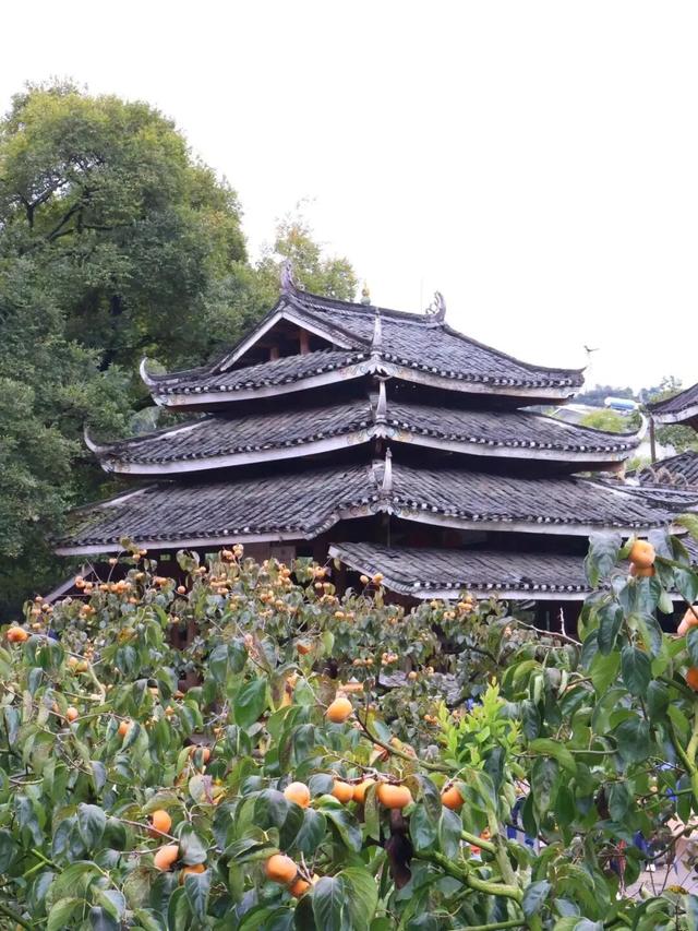 桂林恭城|红岩村柿子红成甜海啦