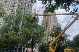 如何给树木“理发” 成都举行了一场现场培训会图片