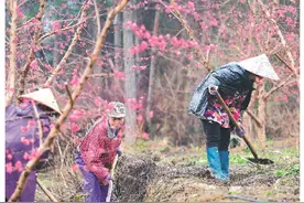 灵田镇：桃园春色好 花间春管忙图片