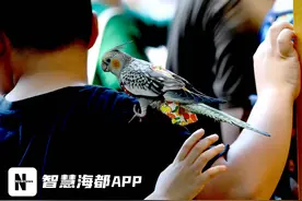 福州西湖公园，鹦鹉穿“尿不湿”来看菊展！图片