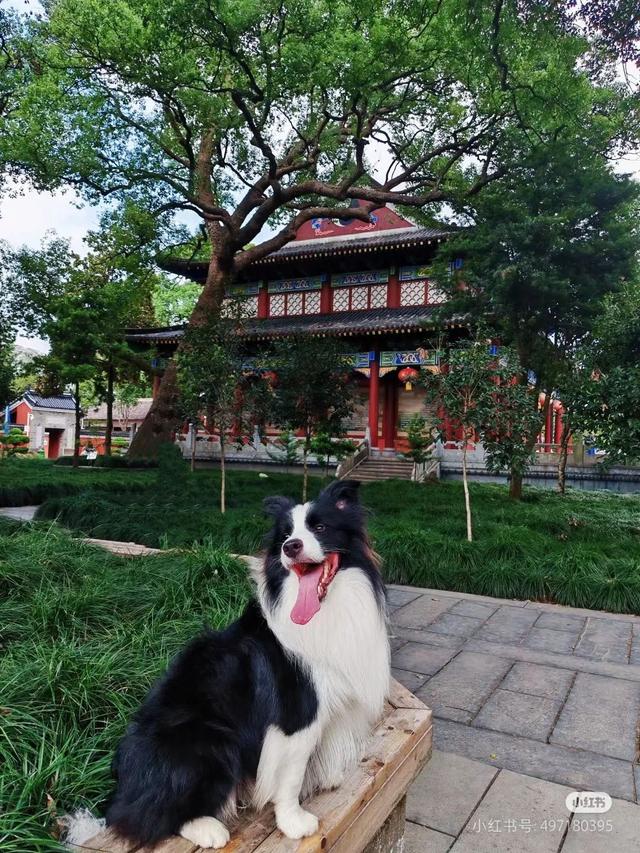 滑板耶耶帅气出街，打卡道家仙山！龙虎山宠物友好景区实锤了，快带上毛孩子来畅玩仙境福地！