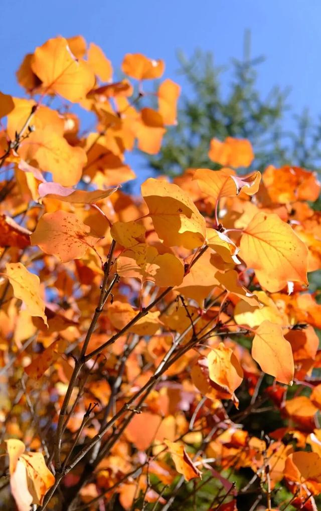 美到犯规！青城的秋，从不偏心南北