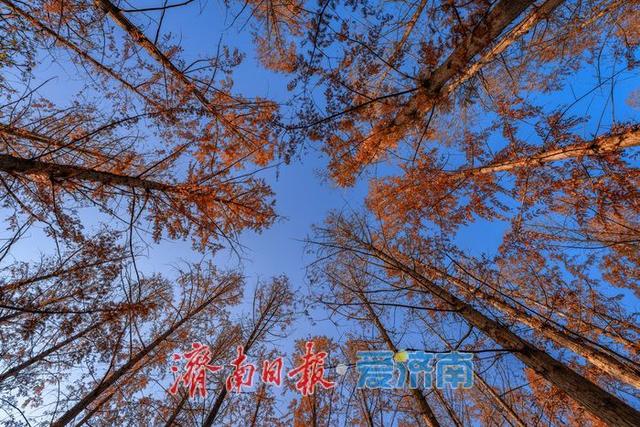 一年四季 泉在济南丨济南降温迎清透蓝天 南郊宾馆公园冬日景致美如画