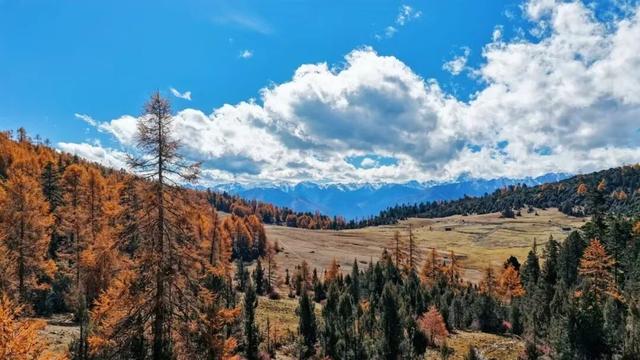 它都这么美了！差点忘记推给你了