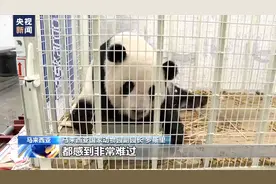 旅马大熊猫“谊谊”和“升谊”回国 马来西亚民众不舍送别图片