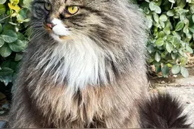 腊月开启 ，八大处“庙喵”登场图片