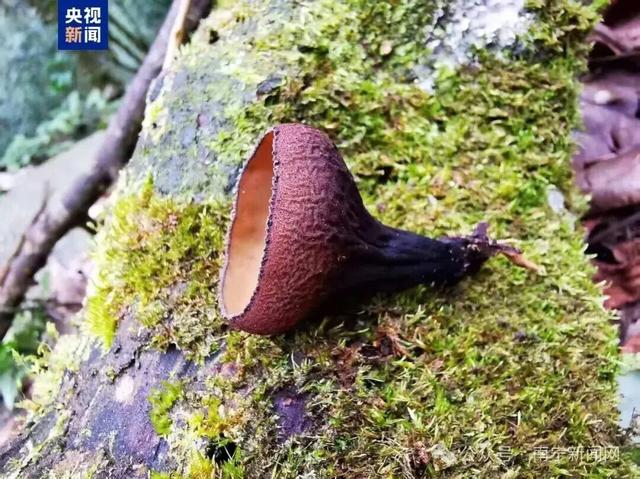 广西发现真菌新种 网友：能吃吗？