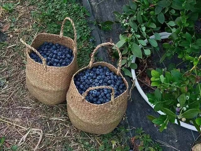 南宁冬季水果采摘全攻略 | 东北老铁、西北家人，告别猫冬！来南宁实现“水果自由”