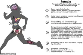 史前女性或比男性更擅长狩猎，因其生物学特征更适合耐力活动图片