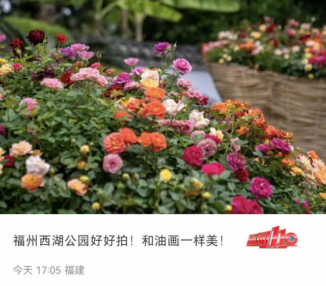 一大波“上新”！福州这一幕幕，太惊艳！不少人直呼“太好拍了”