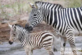 舐犊情深！深圳野生动物园斑马家族新添 “男娃”图片