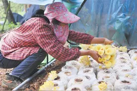 罗平板桥镇：食用菌产业让村民看到了致富希望图片