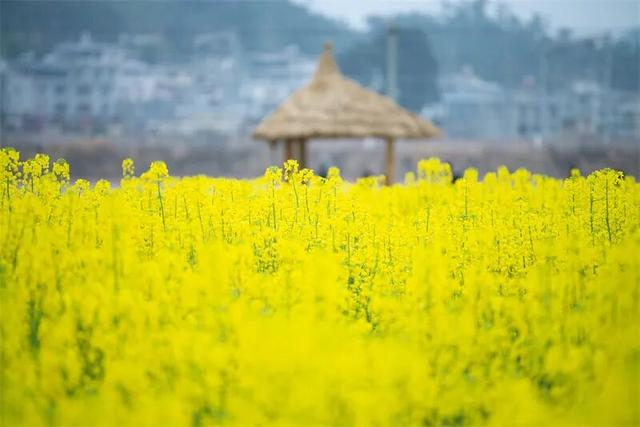 楚雄花开成海！你期盼的春天提前来了