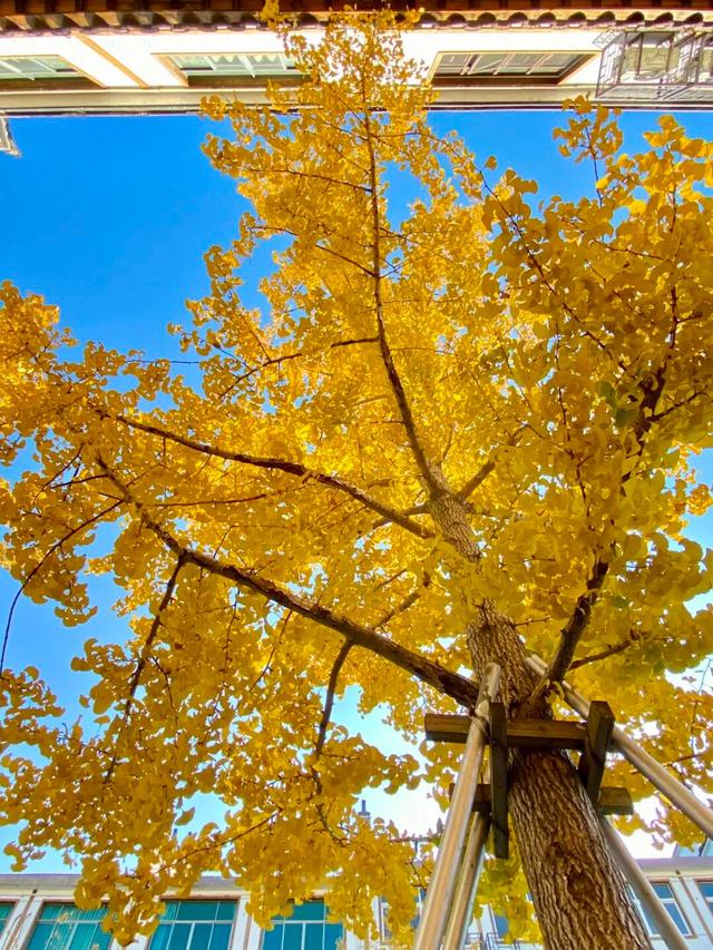 临安，一座被银杏腌入味的城市