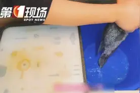 广东男子一个动作，“手肿成几倍大”！提醒：戴手套，72小时夺命图片