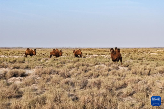 探访世界文化遗产点锁阳城遗址