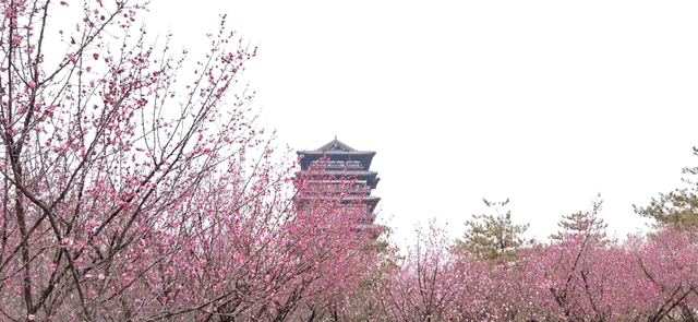 快乐“梅”烦恼！河南赏梅地图来啦！