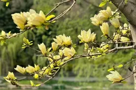 好景山东·青岛｜错过再等一年！李沧区春季赏花路线来了图片