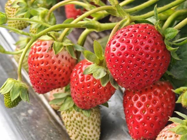 草莓正红，葡萄正甜，时光正好，把冬天的甜都摘进篮子里！