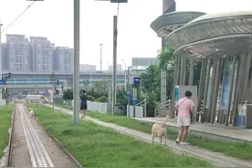 珠海有轨电车1号线将终止运营图片