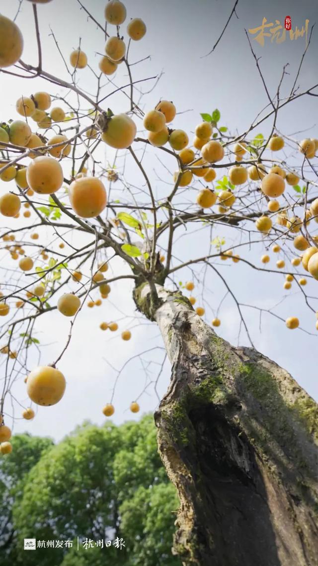 杭州的秋，一半都藏在这些村子里！