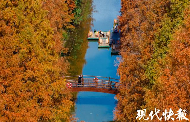 超美超出片！盐城黄海森林的水杉红了