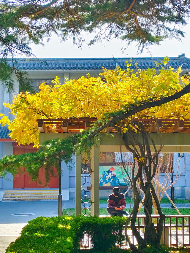 湖畔柳色依旧，陶然亭公园风景正好