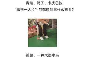 嘴扫一大片，鹈鹕怎么又双叒叕吃同事了？图片