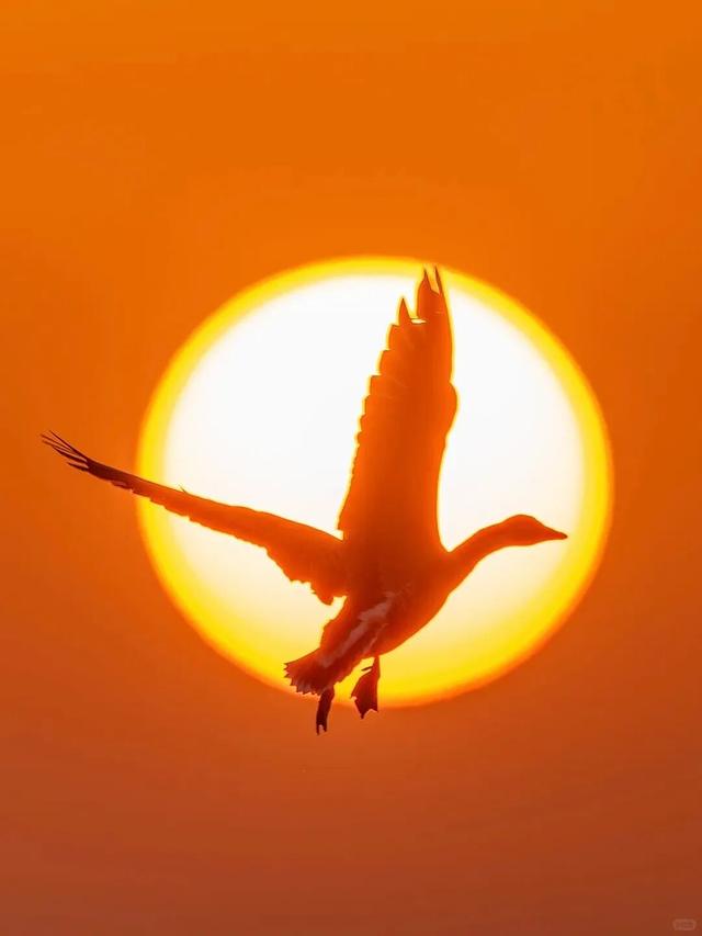 冬季到江西来观鸟，方知王勃诚不欺我！