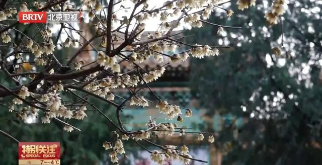 北京周五将迎初雪，踏雪寻梅去！