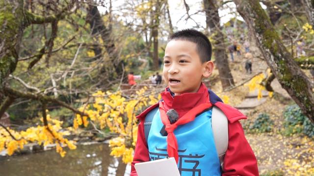 山村尽带黄金甲 古树银杏醉妥乐