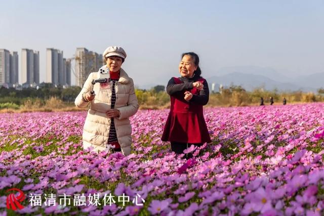 福州新晋顶流！“粉色花海”惊艳上线，本周末出片首选地