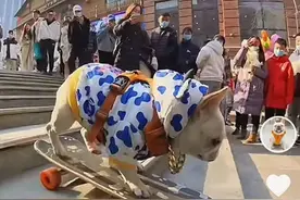 法斗犬玩滑板走红，主人：不会刻意打造“狗设”图片