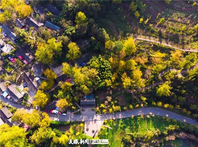凉都秋韵｜赴一场千年之约：妥乐的秋天，是银杏写的童话