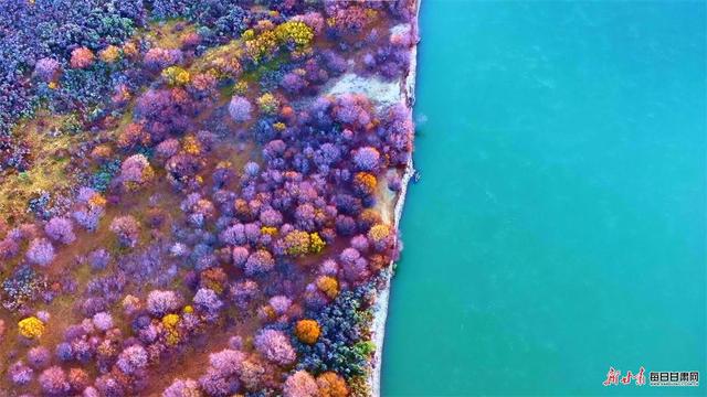 黄河两岸染金色 玛曲草原秋韵浓