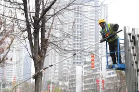 南明区：行道树“修枝塑型” 为城市街景美颜图片