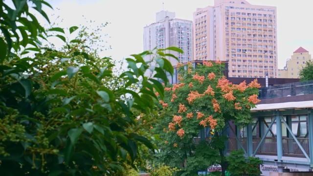 上海的第一棵栾树红了！不出地铁站就能免费get秋日大片→