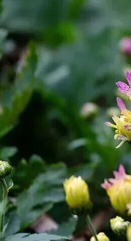 乐山这里的菊花即将迎来盛花期，足足有50多种，约吗？