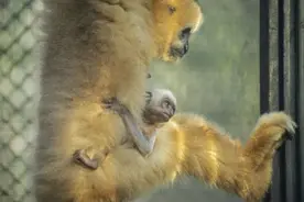 “六一”来广州动物园，和新生萌宝一起过萌趣儿童节图片