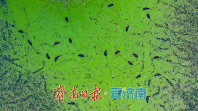 一年四季 泉在济南丨睦里闸迎来“贵客” 上百只白骨顶鸡栖息觅食成生态美景