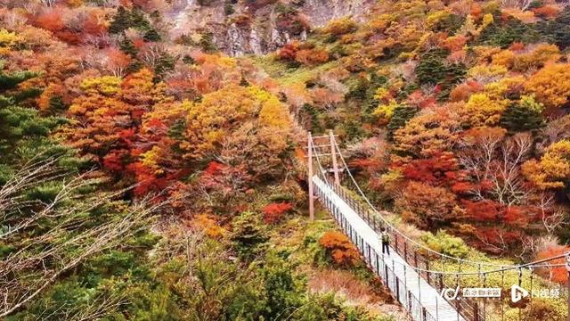 9月29日起团队免签，赴韩旅游市场加速恢复